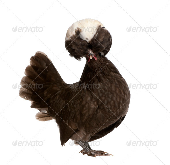Holland dwarf rooster white-crested chicken, 5 months old, standing in front of white background - Stock Photo - Images