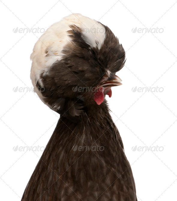 Holland dwarf rooster white-crested chicken, 5 months old, standing in front of white background - Stock Photo - Images