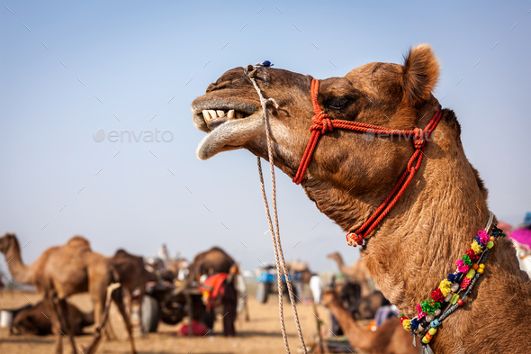 Camels at Pushkar Mela Camel fair in Rajasthan - Stock Photo - Images
