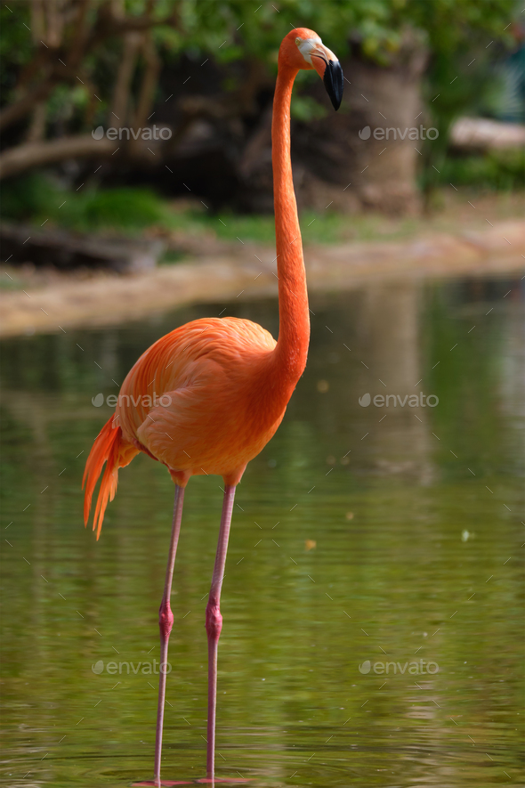American flamingo Phoenicopterus ruber bird - Stock Photo - Images