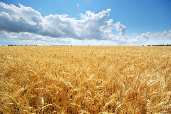Meadow of wheat. - Stock Photo - Images