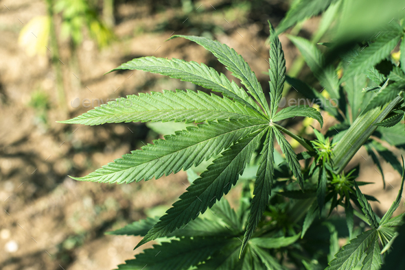 Marijuana farm. Growing Cannabis sativa in farm. - Stock Photo - Images