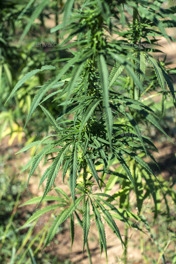 Marijuana farm. Growing Cannabis sativa in farm. - Stock Photo - Images
