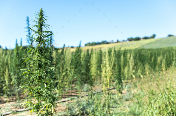 Marijuana farm. Growing Cannabis sativa in farm. - Stock Photo - Images