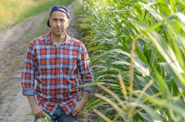 Middle aged caucasian farm worker stands near maize field evenin