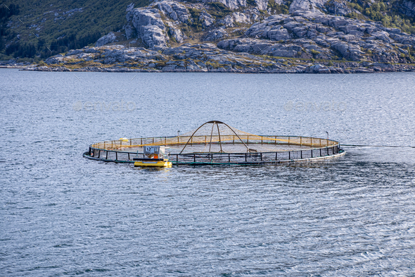 Farm salmon fishing in Norway - Stock Photo - Images