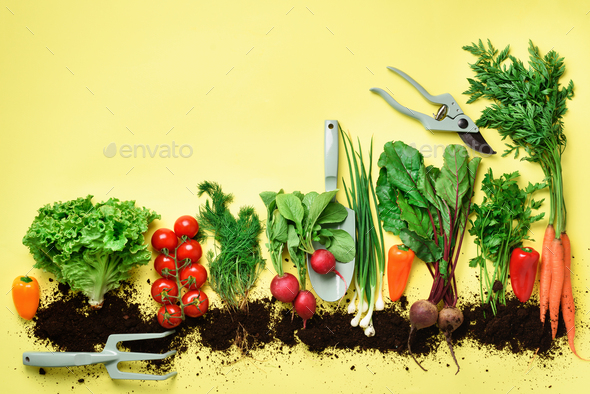 Organic vegetables and garden tools on yellow background with copy space. Top view of carrot, beet - Stock Photo - Images