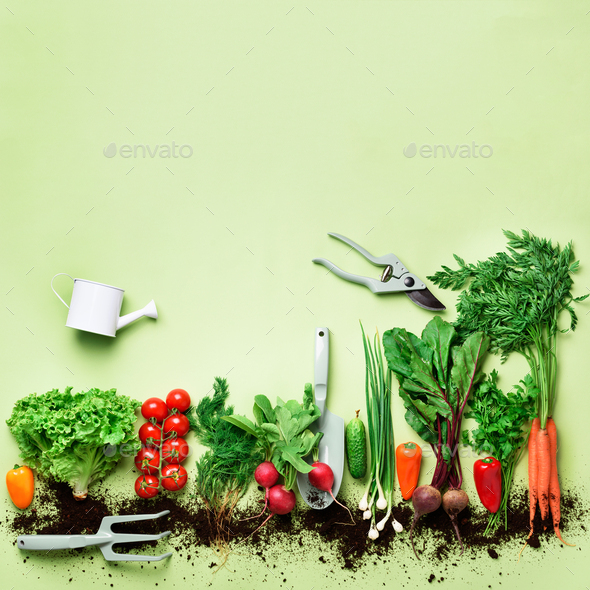 Organic vegetables and garden tools on green background with copy space. Square crop. Top view of - Stock Photo - Images