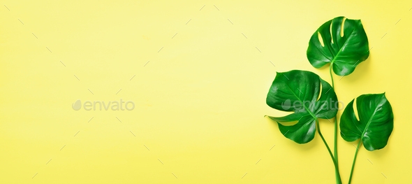 Green monstera leaves on yellow background with copy space. Top view. Banner. Minimal design. Exotic - Stock Photo - Images