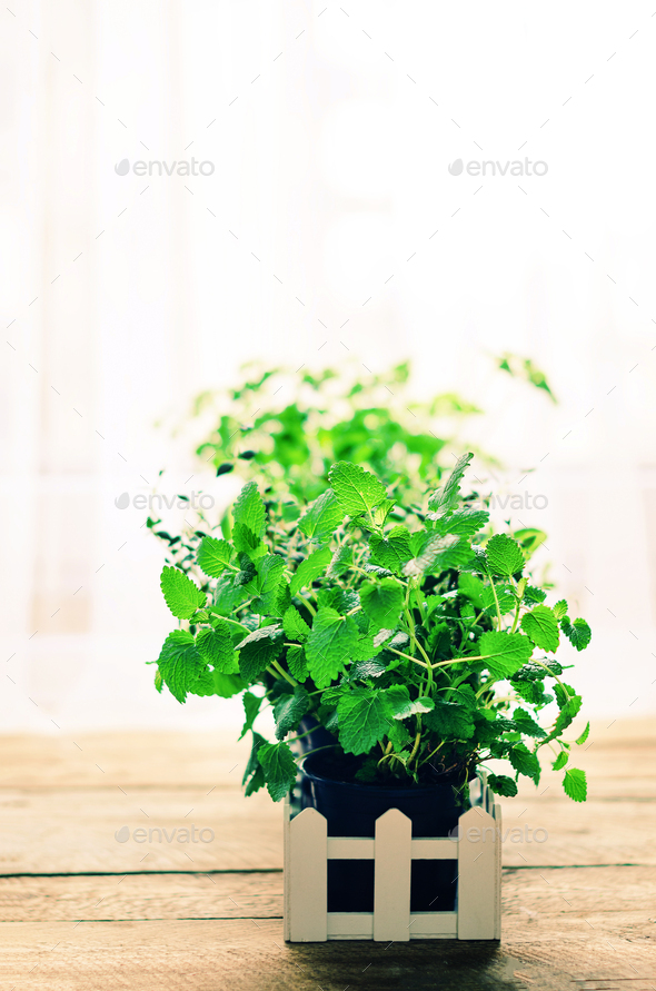 Abstract spring or summer concept. Organic herbs melissa, mint, thyme, basil, parsley on wooden - Stock Photo - Images