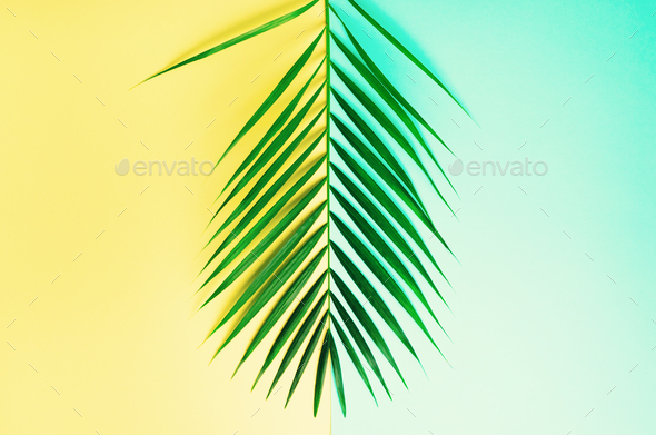 Styled summer concept. Tropical palm leaves on yellow and blue background. Minimal nature. Creative