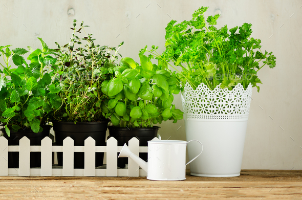 Green fresh aromatic herbs - melissa, mint, thyme, basil, parsley on white background. Banner