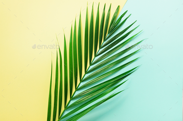 Styled summer concept. Tropical palm leaves on yellow and blue background. Minimal nature. Creative