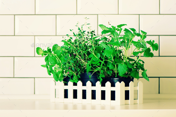 Mint, thyme, basil, parsley - aromatic organic herbs on white kitchen table, brick tile background - Stock Photo - Images
