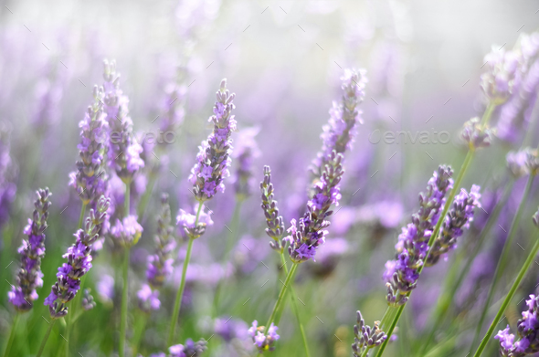 interpersonel Forbrydelse Anoi Provence nature background. Lavender field in sunlight with copy space.  Macro of blooming violet Stock Photo by jchizhe