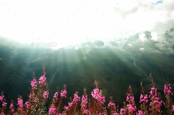 First spring flowers on Alps mountains background in cloudy day. Copy space. Spring, summer, travel - Stock Photo - Images