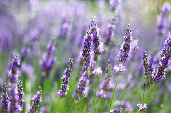 Macro of blooming violet lavender flowers. Provence nature background. Lavender field in sunlight - Stock Photo - Images