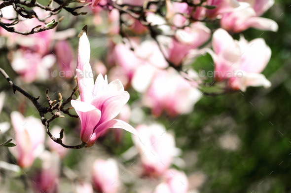 Blooming magnolia tree in the spring sun rays. Selective focus. Copy space. Easter, blossom spring - Stock Photo - Images