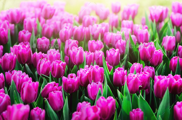Violet, purple, lilac tulips background. Summer and spring concept, copy space. Tulip flowers field - Stock Photo - Images