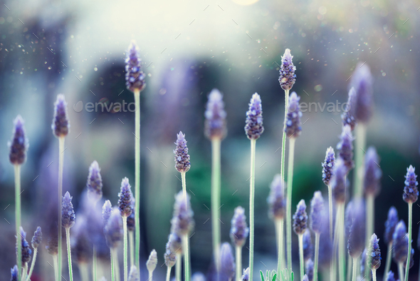 Lavender plant field. Lavandula angustifolia flower. Blooming violet wild flowers background with - Stock Photo - Images