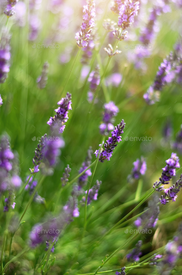 Macro of blooming violet lavender flowers. Provence nature background. Lavender field in sunlight - Stock Photo - Images
