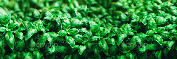 Fresh basil background. Green banner. Food and clean eating concept. Copy space