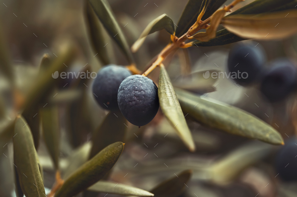 Black olive tree background - Stock Photo - Images