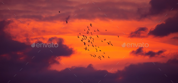Bird migration - Stock Photo - Images