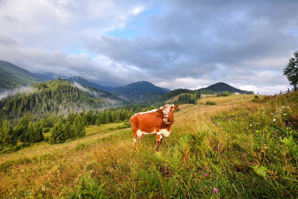 Brown cow with a white pattern on a mountain pasture. Foggy morn