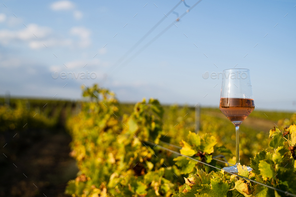 glass of rose wine in the vineyard with blue sky - Stock Photo - Images
