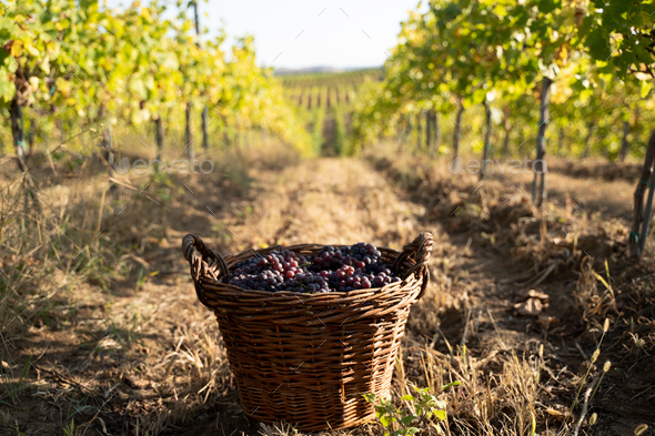 freshly harvested grapes in wicker baskets in the vineyard - Stock Photo - Images