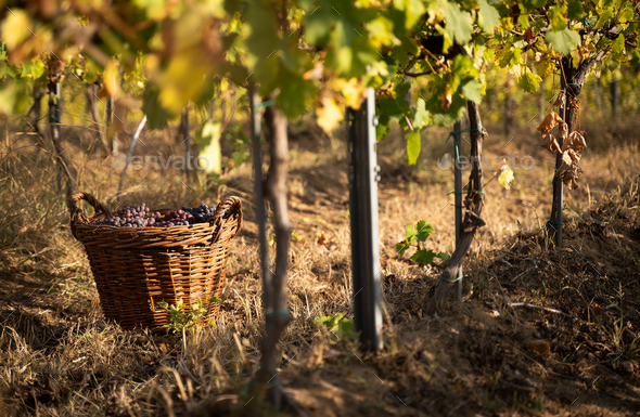 freshly harvested grapes in wicker baskets in the vineyard - Stock Photo - Images