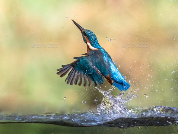 Common European Kingfisher emerging abstract - Stock Photo - Images