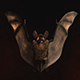 Halloween Bat Logo - VideoHive Item for Sale