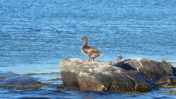 Duck Pooping On The Rocks Surrounded By The Blue Water.  - wide shot alt