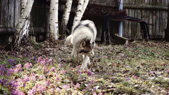 The dog husky is white gray, plays outdoors.