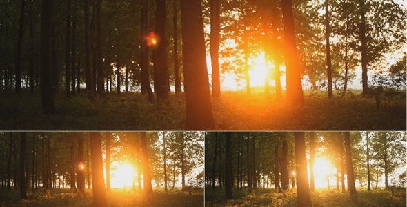 Sunset In The Forest (3-Pack)