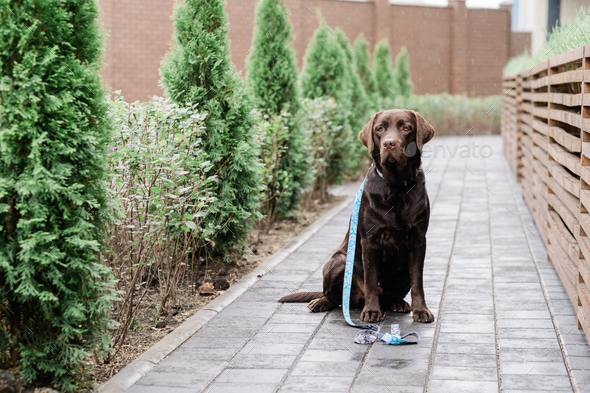 Purebred labrador sitting by wooden fence in the rain and waiting for his owner - Stock Photo - Images