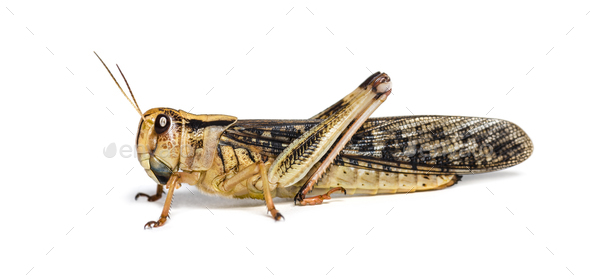 The Migratory Locust (Locusta Migratoria) Is The Most Widespread