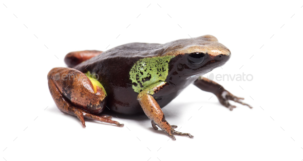 Beautiful mantella, Mantella pulchra, in front of white background - Stock Photo - Images