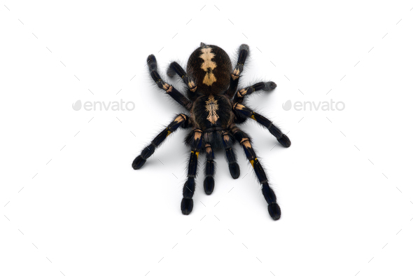 Gooty Sapphire Ornamental Tarantula isolated on white background