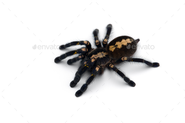 Gooty Sapphire Ornamental Tarantula isolated on white background