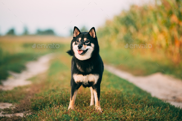 Black And Tan Shiba Inu Dog Outdoor In Countryside Road