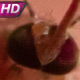 Mosquito Tries To Stay On A Glass Surface - VideoHive Item for Sale
