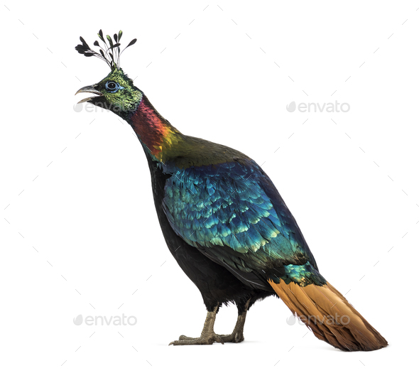 Impeyan pheasant or Himalayan monal - Stock Photo - Images