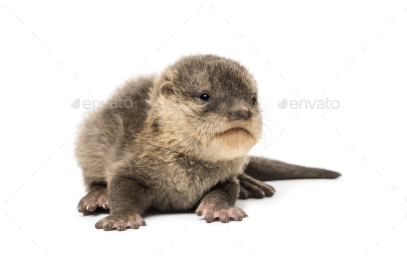 Baby Asian small-clawed otter - Stock Photo - Images