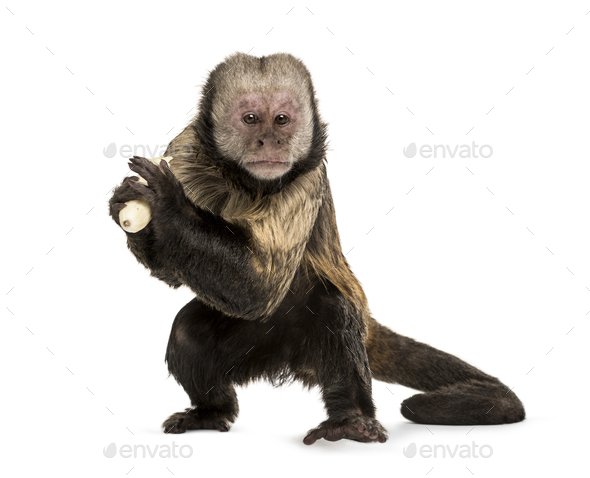 Golden-Bellied Capuchin, Sapajus xanthosternos - Stock Photo - Images