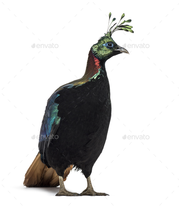 Impeyan pheasant or Himalayan monal - Stock Photo - Images