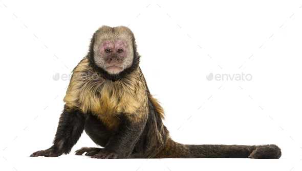 Golden-Bellied Capuchin, Sapajus xanthosternos - Stock Photo - Images
