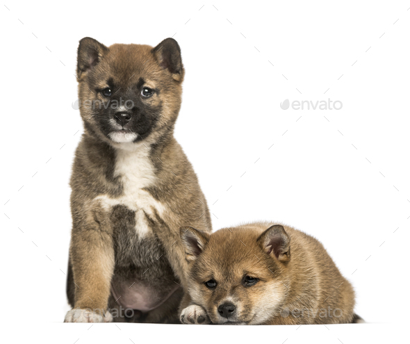 Shiba Inu Puppies 8 Weeks Old Sitting Against White Background